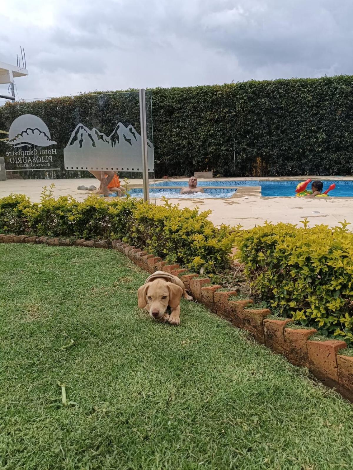 Pliosaurio Campestre *
